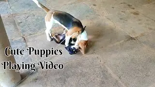 For Beegi's entertainment purposes, Blacky is always there - Cute Puppies Playing Video 