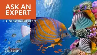 The Secret Life of the Great Barrier Reef