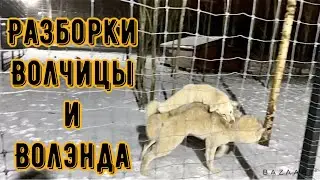 Волчица Арья даёт отпор в схватке за еду Алите. Когда Фурия и Акела будут вместе? Ген тест на Арью.