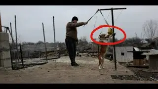 Спортивная собака Амстафф, как научить собаку висеть и трепать снаряд.