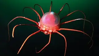 10 Sea Creatures You Never Knew Exist