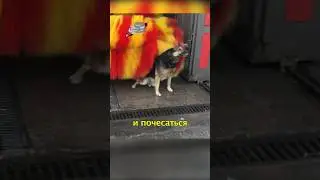🐕Пес Моется на Автомойке💦 