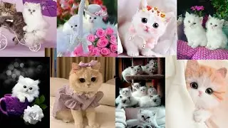 Cute Cat Dp Images || Dpz Pics || Whatsapp Dp Images  ||✨ Beautiful Cat Pics 💫  ll Unique Dps 🐈🌼🦋♥️