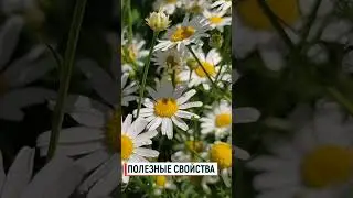 Ромашка полезные свойства