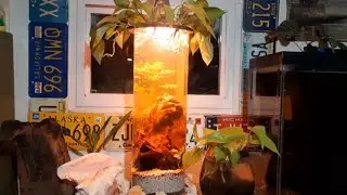 Cylinder Aquarium Build, Made From Trash #aquarium #fishtank #aquascape