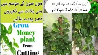 Money plant Grow krain new treqay say/ How to Grow Money plant in monsoon season/Urdu.