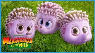 Babysitting Hedghogs | DreamWorks Madagascar