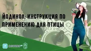 Йодинол: инструкция по применению для птицы