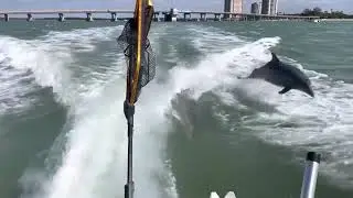 Dolphins Play in our Wake! (HD)