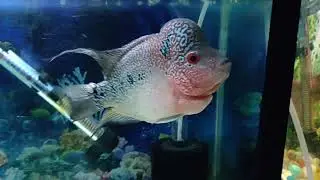 Silver Arowana,Flowerhorn Fish,Perrot Fish,Severum Fish.