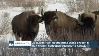 Зоослужители преместиха стадо бизони в най-стария природен парк в Канада