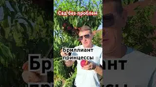 Даймонд Принцесс - королевский персик!!!