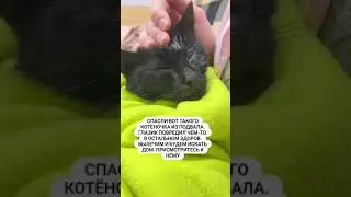 КОТЕНКУ ДОЛЕЧИВАЕМ ГЛАЗИК И ИЩЕМ ДОМ (МОСКВА)