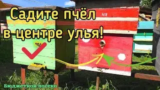 Всё пчеловодство состоит из нюансов. Один из которых может стоить вам потерю пчелиных семей.