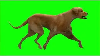 Dog Green Screen effect video ! Green Screen animation