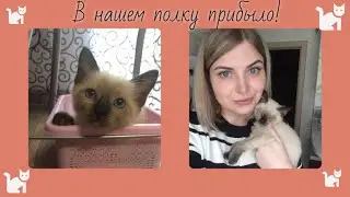 Сиамский кот. Что нужно купить для котенка.