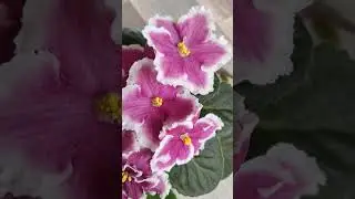 С ДНЁМ ФИАЛКИ 😊🌺🌺🌺 ФИАЛКА АВ- ТЕПЛО НА ДУШЕ