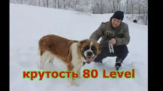 Самая крутая сторожевая собака в мире Московская сторожевая