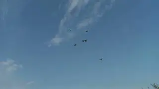 #Pigeons. Надо меньше рассказывать а больше показывать / Ставропольские высоколётные (сороки)