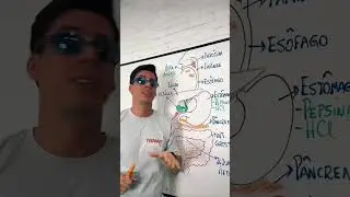 Rap da digestão #biologia #enem #parodia #digestão #sistemadigestivo