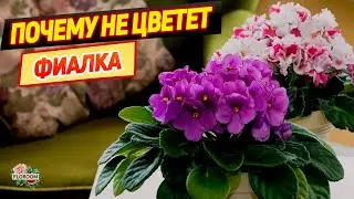 Почему не цветет фиалка: как решить проблему в домашних условиях