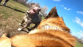 Aggressive Pit Bull Attacks Belgian Malinois At Dog Park. TRIGGER WARNING.