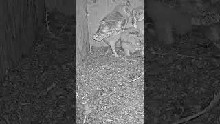 Cute owl nestling shakes itself #animals #wildlife #birds #webcams #live #nature #congrats #shorts