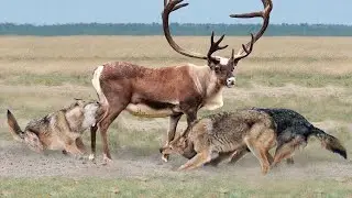 Эти Волки Были Обречены. Хищники, которые Явно Ошиблись с Жертвой