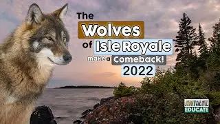 Wolves of Isle Royale make a comeback! 2022