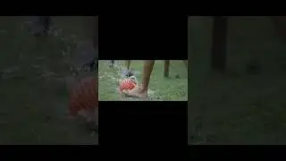 SIGMA(nipnaif) edit #shorts