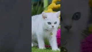 Cute Cat Video #animalvideos #catvideos #shortsfeed #kidsentertainment Mittens & Pants