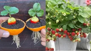 Simple Technique To Grow Strawberries From Strawberry Fruit 100% success