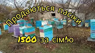 В Україні продаються цілі пасіки. Чи потрібно займатися бджільництвом.