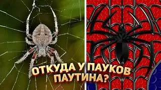 🕸 Откуда у пауков паутина?