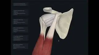 Shoulder - Glenohumeral Joint Capsule Visual Anatomy