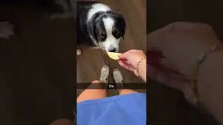 Dog is Attracted to Apples