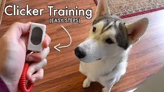 Clicker Training For Your Husky! (Easy Steps)