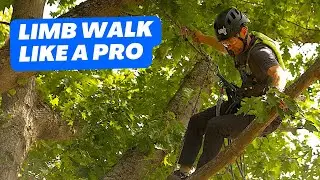 MASTER Branch Walking Techniques for tree climbing!