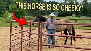 The Best Way To Round Pen Your Horse