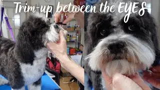 Trimming out the hair between your dog's eyes // the tools you need to do it safely