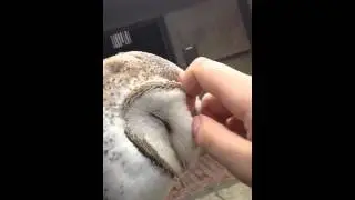 Barn owl pats