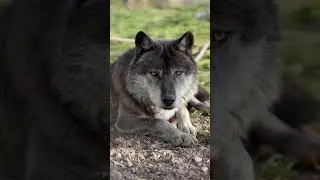 Вожак 🐺 самый популярный волк в мире-АКЕЛА‼️