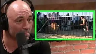 Joe Rogan Reacts to Man Fighting a Lion