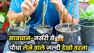 NURSURY SE PLANTS KHARIDNE SE PEHLE YE DEKHEN | GARDENING | PLANT CARE | Daily Vlogs | Family Vlogs