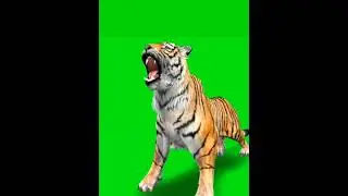 Tiger Green Screen VFX Video