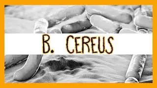 Bacillus Cereus