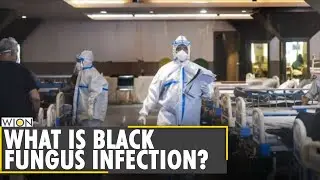 Black Fungus on rise in India | COVID-19 infection | What is black fungus | Latest English News