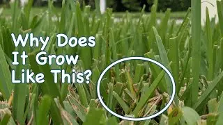 St Augustine Lawn Growing Unevenly? // Some Grows, Some Doesnt Grow