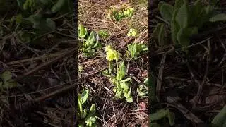 СБОР ЦЕННЕЙШЕГО ПЕРВОЦВЕТА ЛЕКАРСТВЕННОГО.