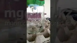 нашествие каракуртов